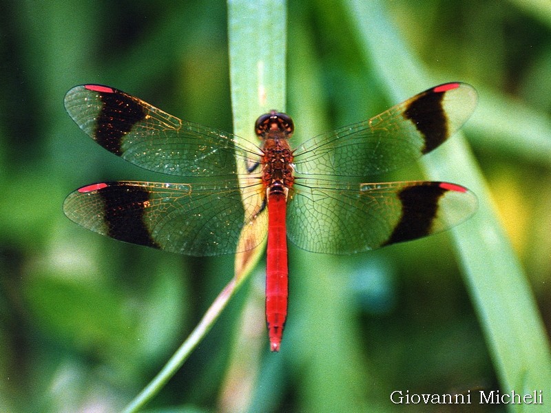 Sympetrum pedemontanum